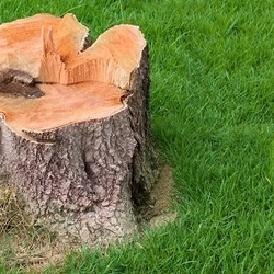 tree stump