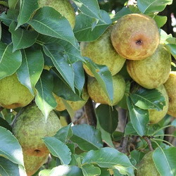 many pears on the tree