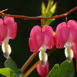 Pink bleeding hearts blooms