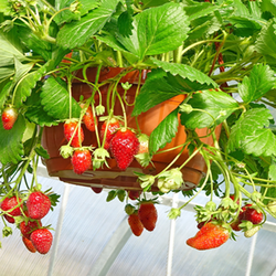 Strawberry Plant in Hanging Container in Greenhouse