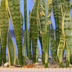 A line of sansevierias in a container
