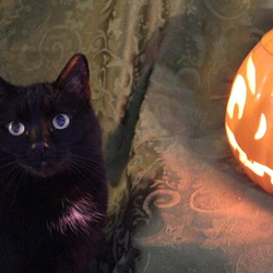 Black cat and pumpkin