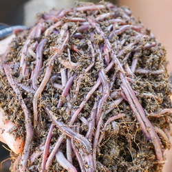 Compost Hamster Bedding in a Worm Bin Adding African Nightcrawlers