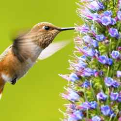 Hummingbird nectaring from a flower