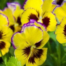 Pansy 'Fizzy Fruit Salad'