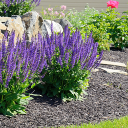 Perennials on a rock feature next to grass