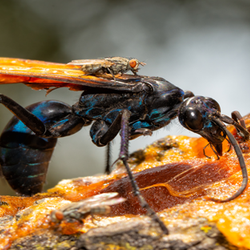Tarantula Hawk Wasp on bark with flies