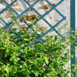 Green vines climbing up a trellis