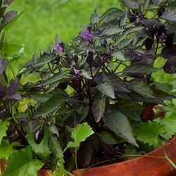 Dark purple pepper plants