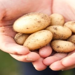 hands holding new potato harvest