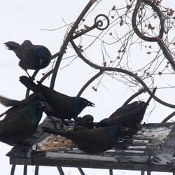 Bully blackbirds at the feeder