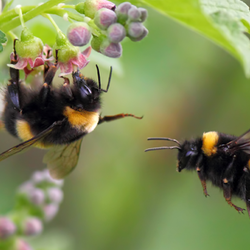 Two Bumblebees on a Flowering Plant