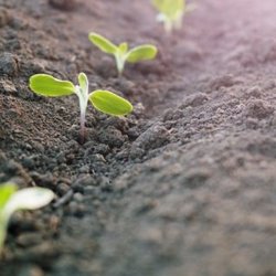 Seedlings in a trench