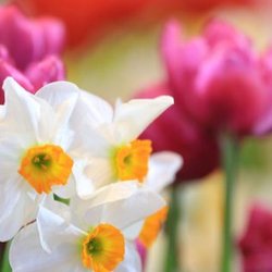 White and Pink Bulbs