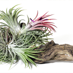Green and Pink Air Plant Growing in Petrified Wood