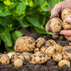 Hand Sorting Potatoes with Green Leaves in Background