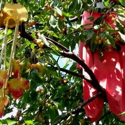 Wind chimes in a tree