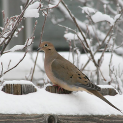 Dove in the snow