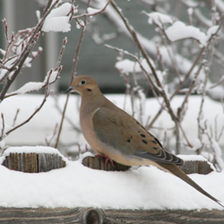 Dove in the snow