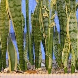 A line of sansevierias in a container