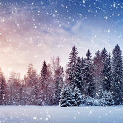 Forest of tall green trees in the snow