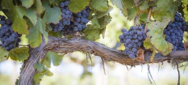 Easy Backyard Grape Vine Trellis Designs - Grape Vine Trellis For Sale