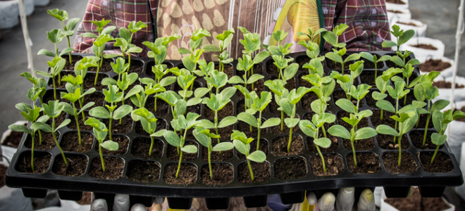 a tray of sprouting plants