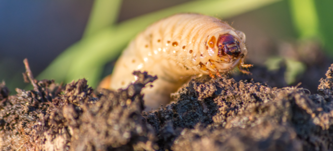 grub coming out of dirt on lawn