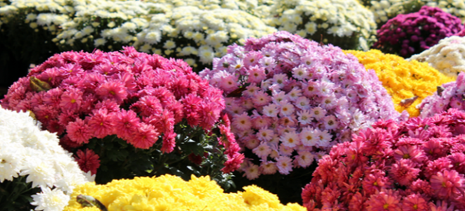 colorful mum flowers