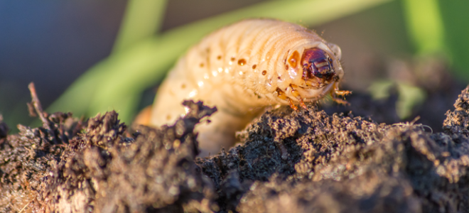 white grub worm crawling on soil