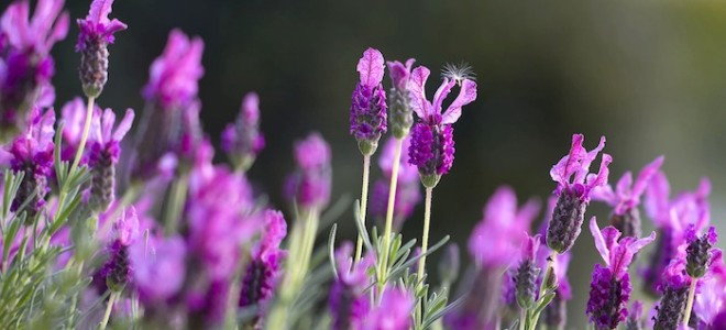 bright purple lavender flowers