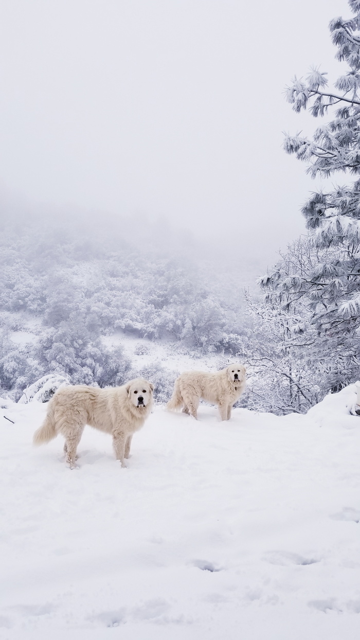 two white dogs in the snow
