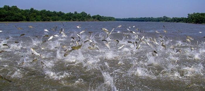 Asian carp jumping out of water