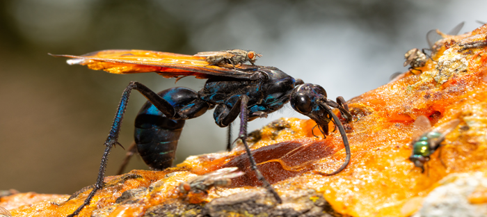 Tarantula Hawk Wasp: Garden Friend or Foe? - Dave's Garden