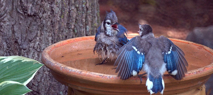 bluejays at a birdbath