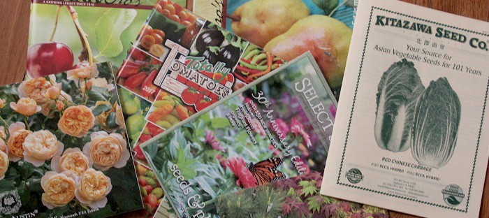 30 Flower Seeds To Start Indoors (Late Winter & Spring)