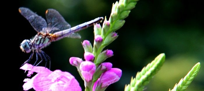 dragonfly on pink flowers