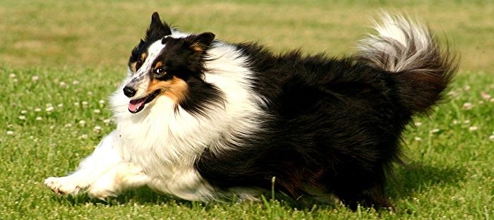 Gardeners Wash Your Hands- Pets, Wildlife and Parasites in the Soil