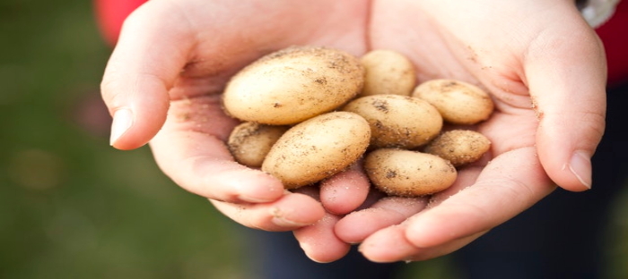 hands holding new potato harvest