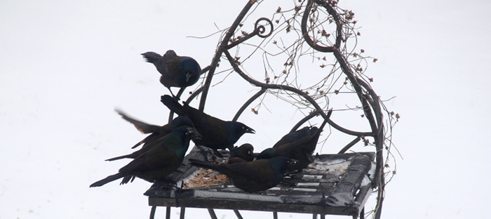 Bully blackbirds at the feeder