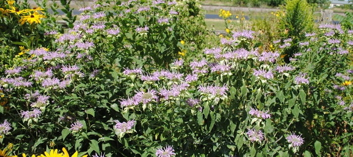 Aunt Bett, Bee Balm and Battling Bees - Dave's Garden