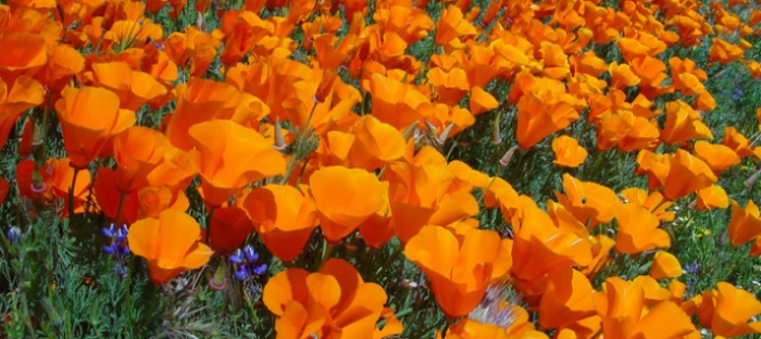 California poppies and wildflowers on a hillside
