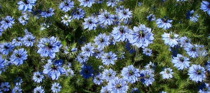 Love In A Mist Dave S Garden