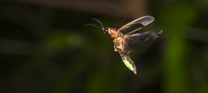 Fireflies in the Garden streaming: watch online