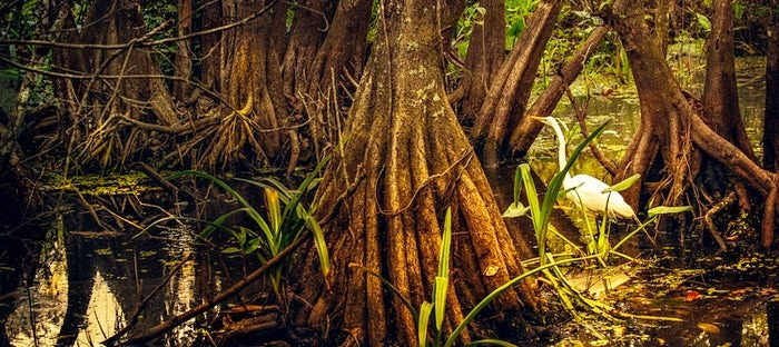 Mangroves growing in a coastal swamp
