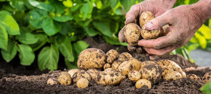 Hand Sorting Potatoes with Green Leaves in Background
