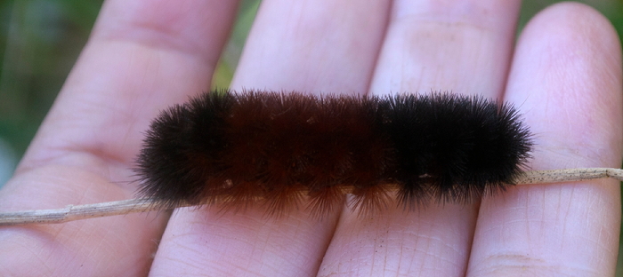 Wooly bear caterpillar in someone's hand