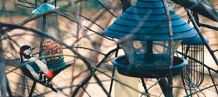 Bird Feeding Tips — Tropical Audubon Society