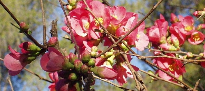 japanese quince short story