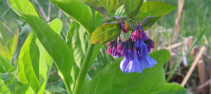 Bluebell Flowers: Characteristics and Growing Tips - Easy Shade Gardening -  Plants and Ideas